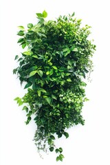 Obraz premium Lush green foliage wall, vibrant, natural.