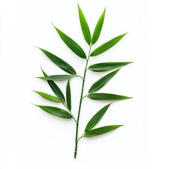 Fototapeta premium Fresh green bamboo leaves, isolated on white background