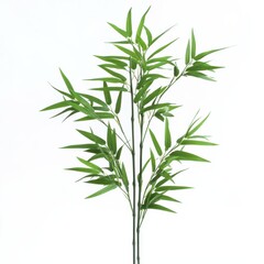 Fototapeta premium Fresh green bamboo leaves, isolated on white background