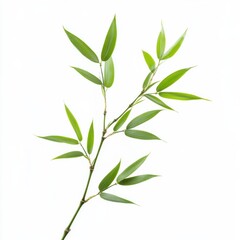 Fototapeta premium Fresh green bamboo leaves, isolated on white background