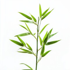 Naklejka premium Fresh green bamboo leaves, isolated on white background