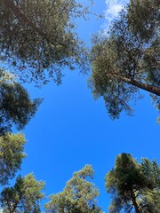 trees and skyst and sky