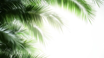 Lush Green Palm Fronds Frame a Bright White Background, Creating a Tropical Summer Vibe