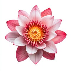 Obraz premium Lotus flower or water lily, isolated on white background