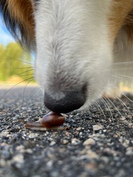 dog and snail