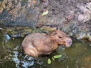Capibara