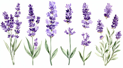 Naklejka premium Watercolor Lavender Flowers Illustration: A Collection of Purple Blooms, Botanical Art, Floral Design Elements for Decor