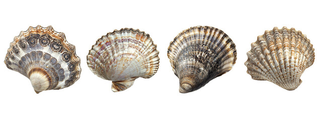 Naklejka premium Collection of various seashells, isolated on transparent or white background