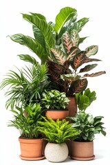 Obraz premium Lush green plants in terracotta and stone pots.