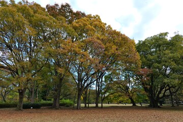 Naklejka premium 都立砧公園の紅葉 