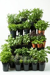 Stacked potted herbs, vibrant green foliage.