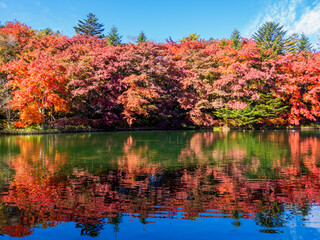 見頃を迎えた雲場池の紅葉4