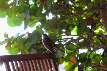 Close-up of a bird perched on a chair under leafy branches in Anguilla.