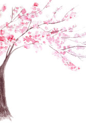 Pink with flowers sakura tree vertical card isolated on white. Watercolor hand painted high quality nature design elements great for cards, banners, wedding invitations, beauty salons, tourist ads © Ekaterina