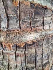Close-Up of Coconut Tree Bark Texture