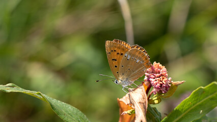 Scarce Copper Butterfly - Lycaena virgaureae
