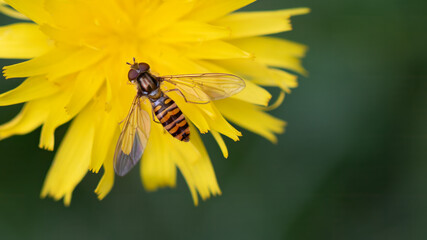 Marmalade Hoverfly - Episyrphus balteatus