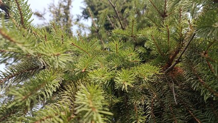 Christmas tree photo