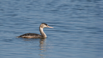 Great crested grebe - Podiceps cristatus