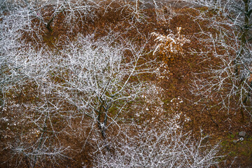 Aerial view of snow-covered trees with a backdrop of fallen autumn leaves. Winter and autumn landscape from above. Winter landscape of snow and fall leaves.