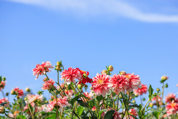 満開のダリアの花