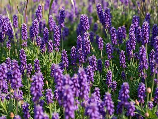 Fototapeta premium Dense thicket of purple flowers in the underbrush, purple flowers, forest floor, woods
