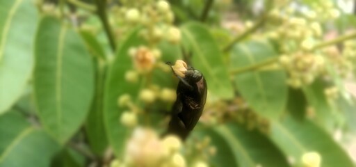 hermit beetle - Osmoderma eremita