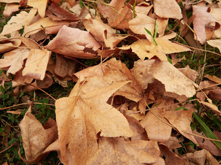 秋の公園の地面にたくさんの紅葉の落ち葉の風景