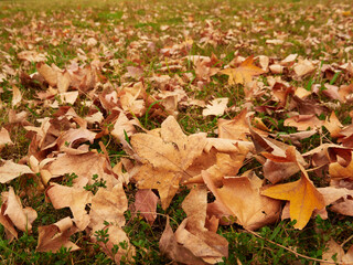 秋の公園の地面にたくさんの紅葉の落ち葉の風景