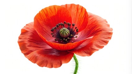 Isolated red poppies on a white background.