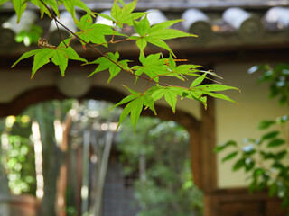 緑色の紅葉とお寺の風景