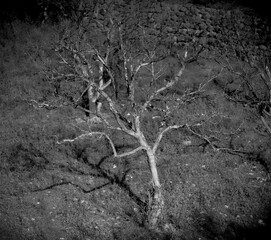 a small dried up tree black and white