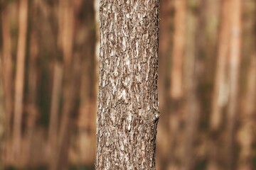 Fototapeta premium Woodland Detail: The Rough Texture of Tree Bark