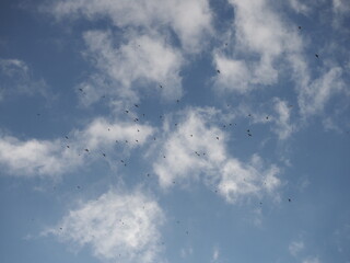 Aves en vuelo