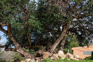 árbol y piedras