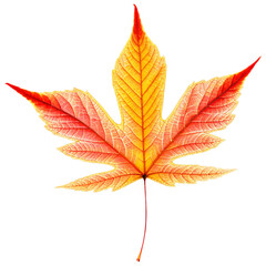 Vibrant Autumn Leaf with Intricate Vein Pattern Macro Photography on Transparent Background
