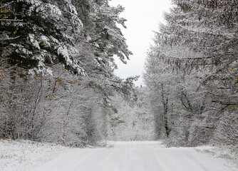 Snow on trees in the forest in winter
