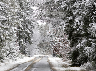 Snow on trees in the forest in winter