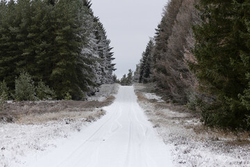 Snow on trees in the forest in winter