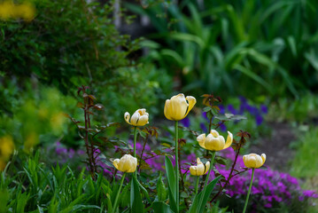 Selective focus photo. Tulips blooming at flower bed.