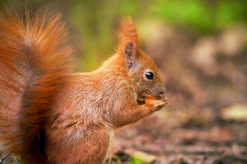 Squirrel munches on a nut in a lush park
