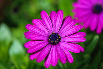 Fototapeta premium pink daisy in the garden
