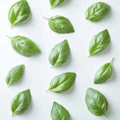 Obraz premium A flat lay of fresh basil leaves arranged on a white background.