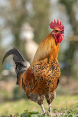 Rooster in a farmyard in the countryside.