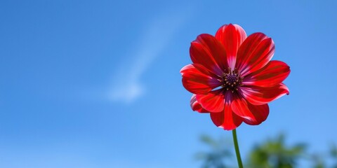 Red and white petal flower with a thin green stem placed against a blue sky background, white flowers, cloudless skies, floral arrangements