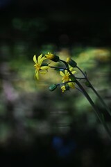 Japanese silver leaf flowers. Asteraceae evergreen perennial plants. The yellow flowers bloom in...