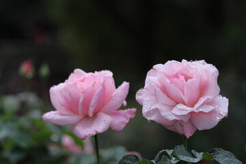 花の女王