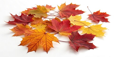 Fototapeta premium Set of vibrant autumn leaves arranged in a loose organic pattern on a clean white surface, nature backdrop, leaf patterns