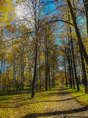 Golden autumn in the park