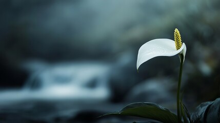 A single white flower stands out against a blurred background of a rushing stream and rocks, creating a serene and tranquil scene.